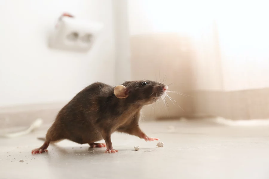 Desratización profesional